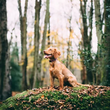 Dog sitting in a forest on top of a hill. 